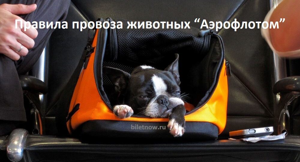 Правила провоза животных “Аэрофлотом”: перевозка кошек и собак.