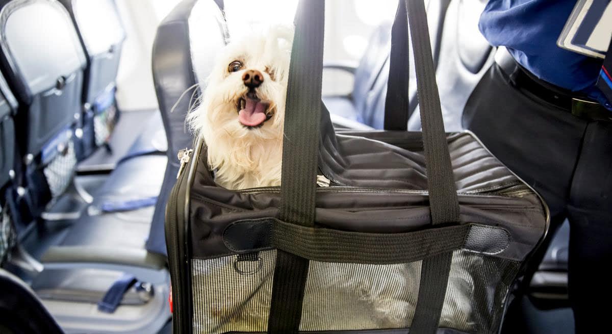 Перевозка собак авиакомпанией Аэрофлот в салоне самолета.