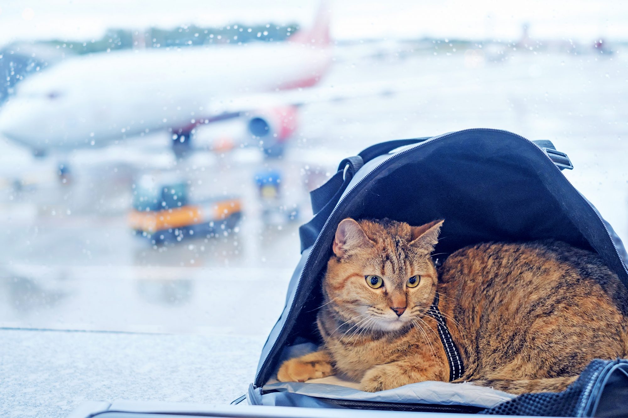 Перевозка кошек авиакомпанией Аэрофлот.