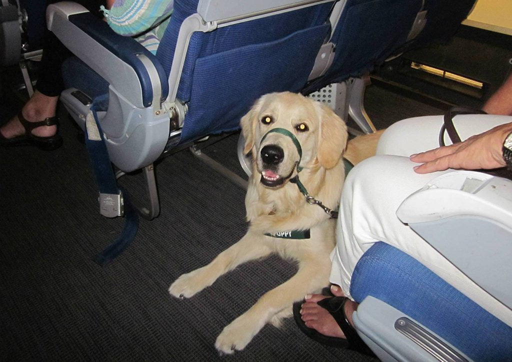 Правила провоза животных Аэрофлотом для пассажиров с инвалидностью.