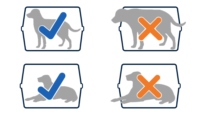 Требования к перевозке животных в салоне самолета Аэрофлота 2.