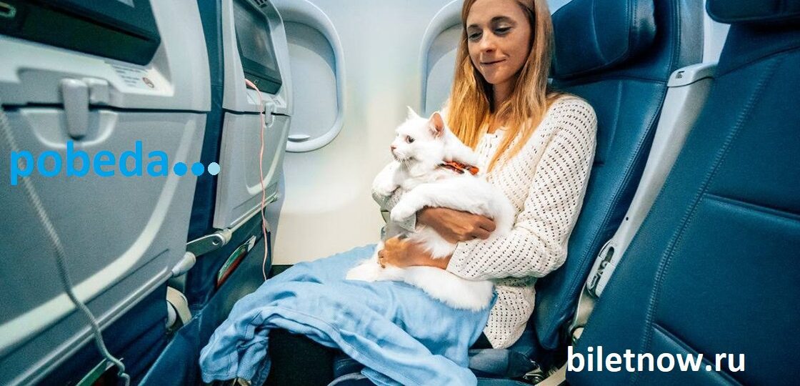 Правила перевозки животных в самолете победа 2023: стоимость билета, провоз животного в салоне, в багаже