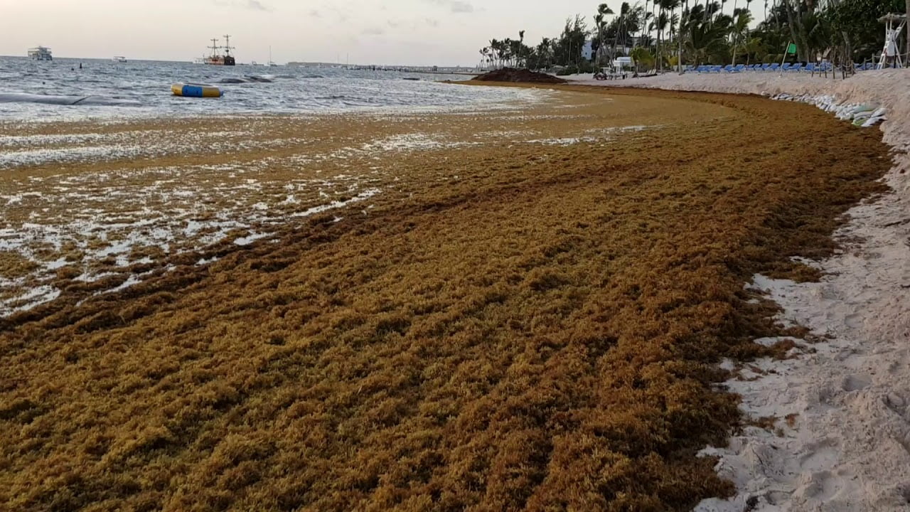 Сезон водорослей в Доминикане.