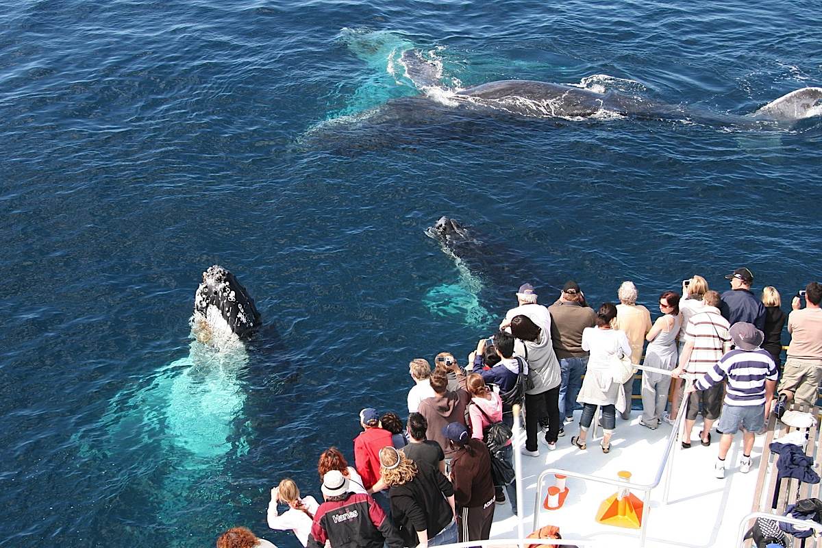 Сезон китов в Доминикане.